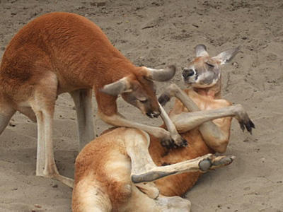 なんで保存したかわからない画像