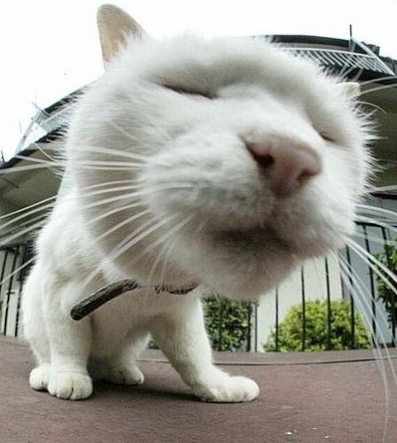 猫 自撮り