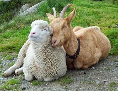 動物 ほのぼの