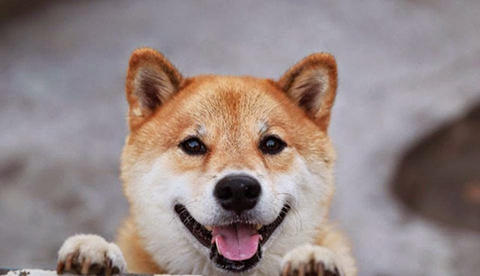 犬