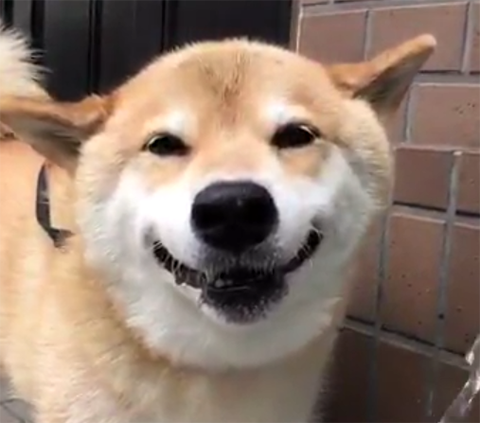 犬 笑顔