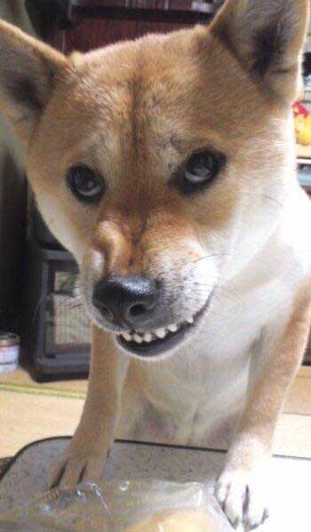 犬表情