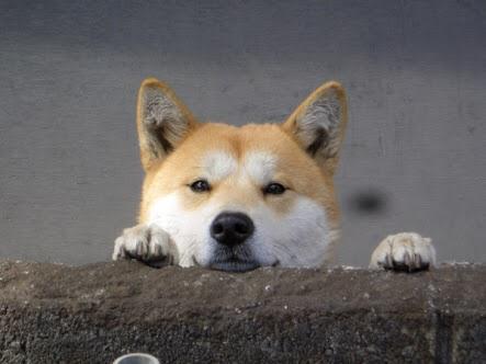 犬