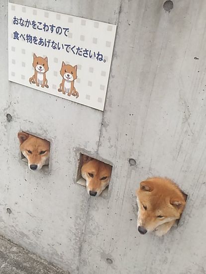 おもしろ画像