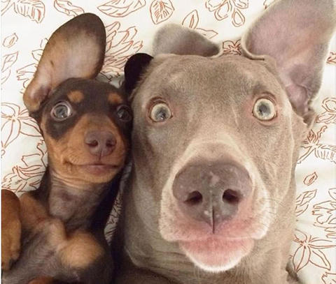 犬 カップル