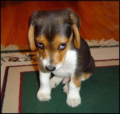 犬