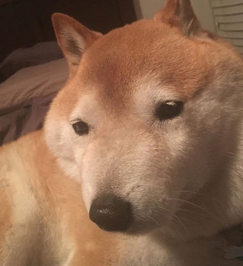 ガイジーヌ ガイジ犬