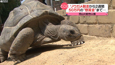亀