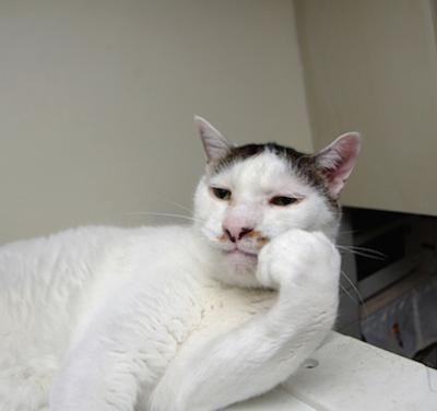 猫