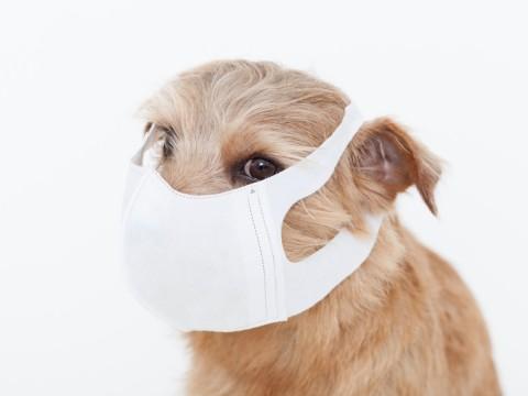 犬 くしゃみ