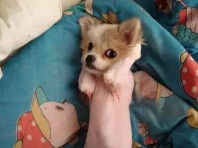 犬