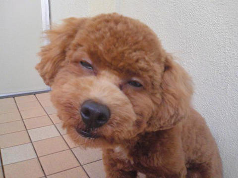 ブサイク 犬