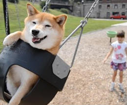 犬