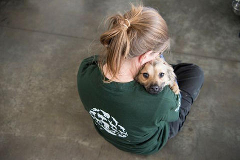 犬