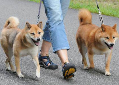 犬