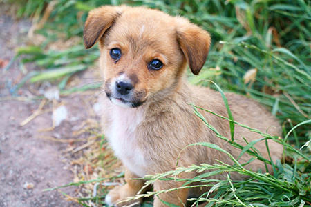 犬001