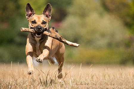 犬