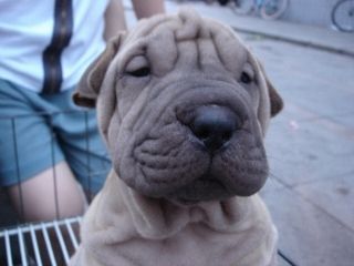 犬 おもしろ画像