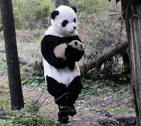 パンダ