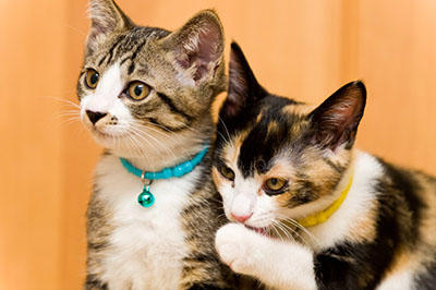 猫