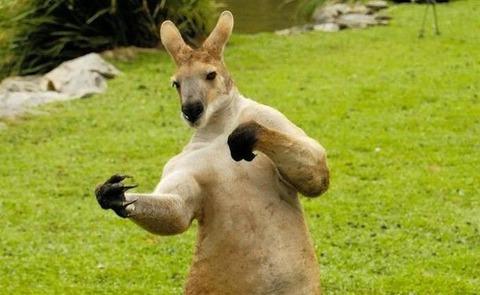 カンガルー