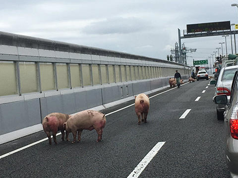 ブタ 高速道路