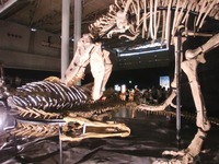 zhuchengtyrannus_03