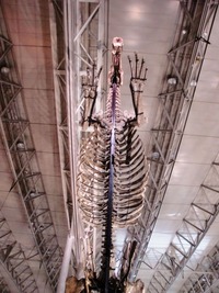 huaxiaosaurus_01