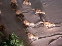 psittacosaurus_03
