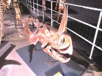 monoclonius_01
