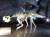 psittacosaurus_04