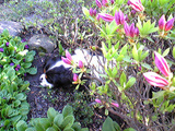 0507dog