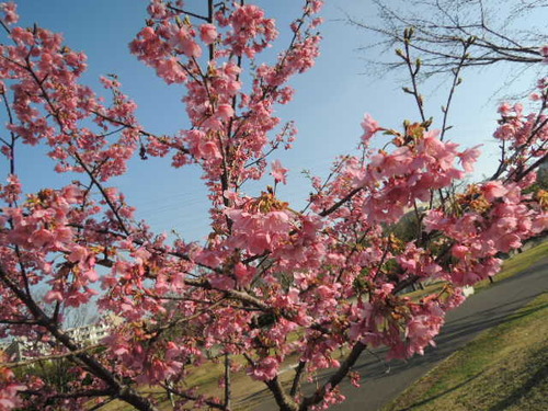 DSCN3203