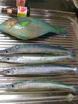 久高 釣果