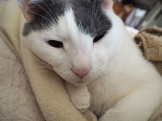 眠い猫