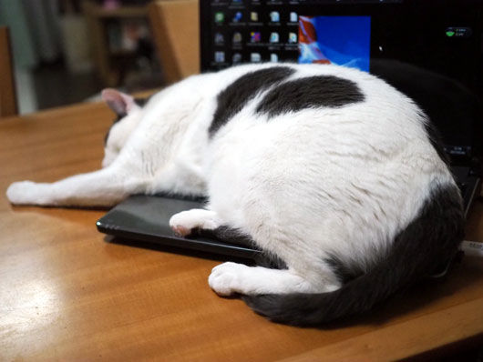 パソコンの上で寝る猫