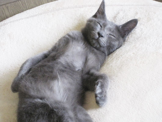 眠る猫