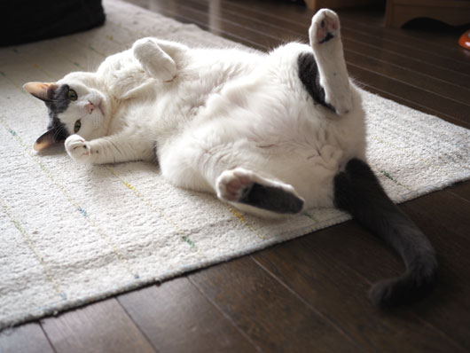 転がる猫