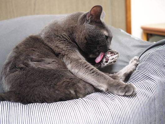 なめ猫