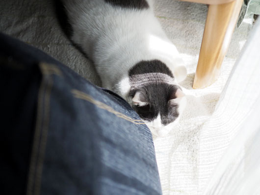 日向ぼっこする猫