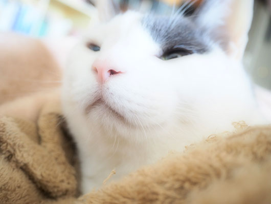 眠い猫