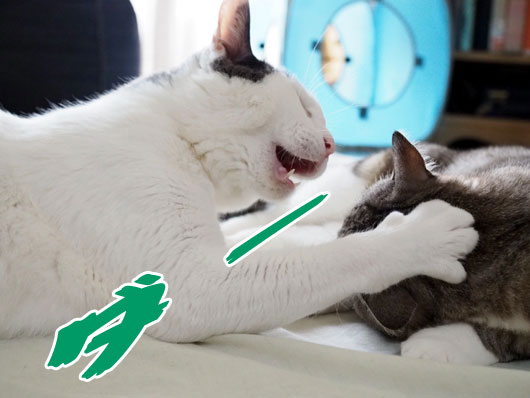 怒る猫