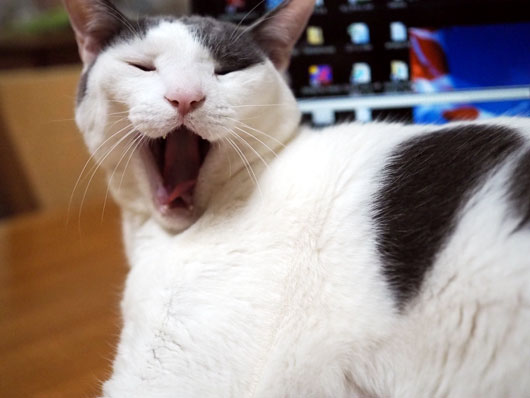 あくびをする猫