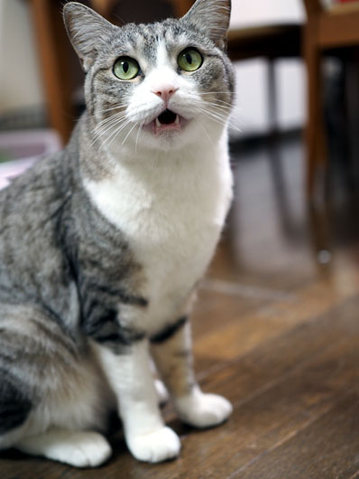 訴える猫