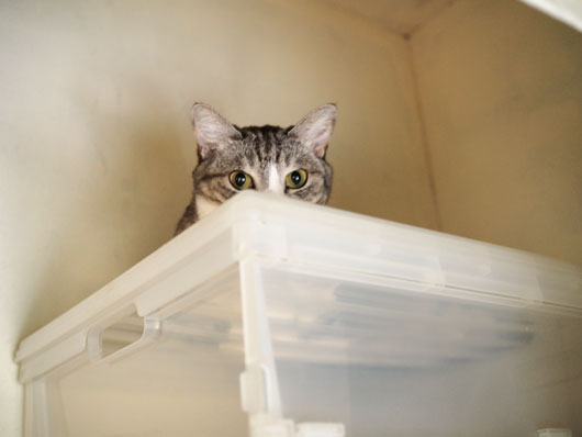 クローゼットの中の猫
