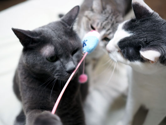 ねこじゃらしに群がる猫