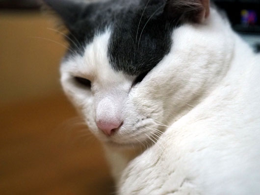 眠い猫