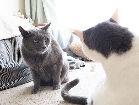 ケンカする猫