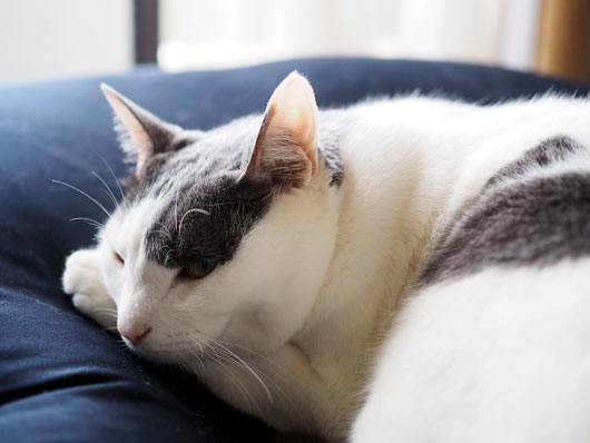 お昼寝する猫