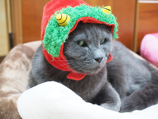 節分のコスプレをする猫